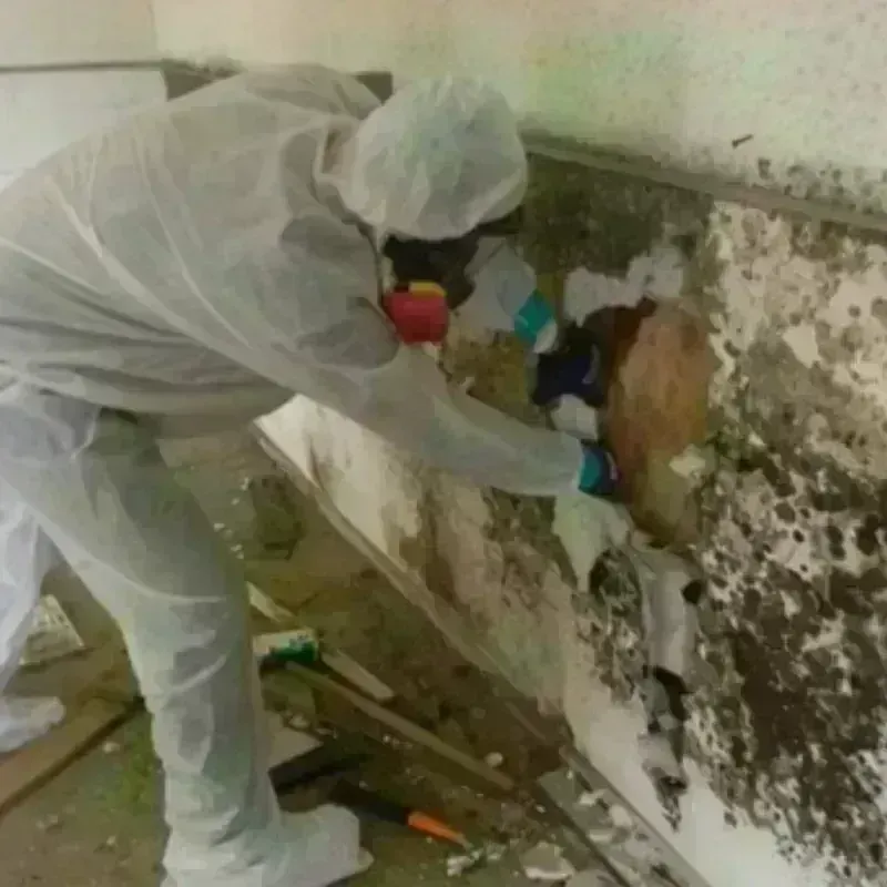 Mold Remediation and Removal in Seymour, CT